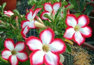 沙漠玫瑰夏天能修剪吗 沙漠玫瑰打头方法