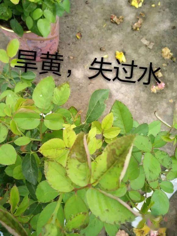 治黄叶最好的土办法 黄叶变绿最快方法