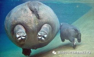 河马在水里睡觉不呼吸吗 河马在水里睡觉会淹死吗