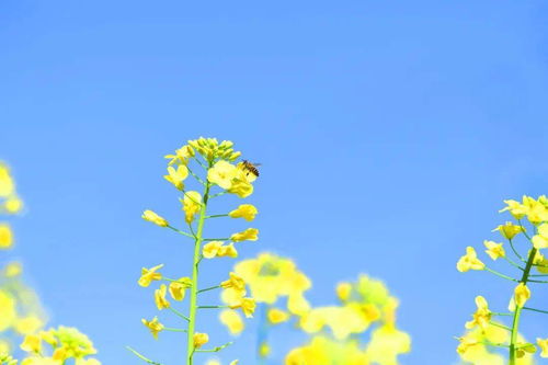 油菜花唯美文案短句 抖音最火油菜花文案