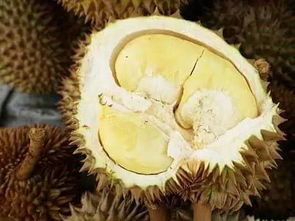 没剥壳的榴莲储存方法 没剥的榴莲要整只放冰箱吗