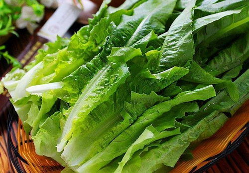 油麦菜最晚什么时候种 油麦菜八月份种几月份吃