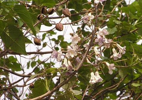 泡桐为啥叫梧桐树 为什么不建议种泡桐树