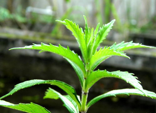 泽兰一般用多少克 泽兰用量30克可以用吗