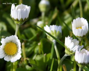 洋甘菊有个很好的花语 洋甘菊为什么不能送人