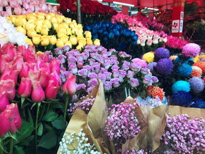 洋桔梗的桔jie还是ju 洋桔梗的桔正确读法