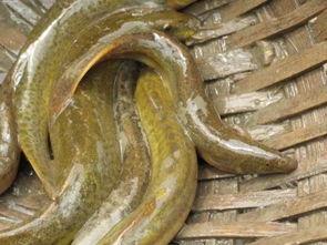 泥鳅为什么对婚姻不利 小小的泥鳅最伤婚姻运