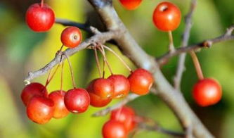 海棠果吃多了要死人的 不能吃的海棠果图片
