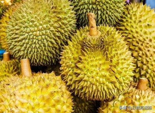 海南哪个地方种榴莲 海南的榴莲多少钱一斤？