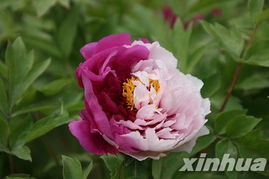 洛阳牡丹花会几月份开始 河南洛阳牡丹花最佳旅游时间
