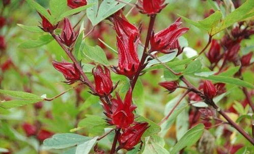 洛神花十大最佳搭配 洛神花和谁配是绝配