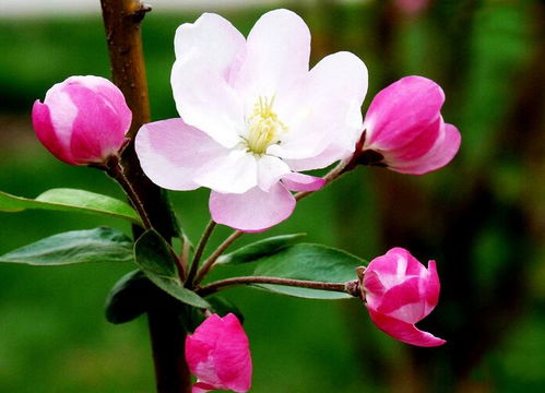 海棠花夏天放在哪养比较好 海棠花的种植方法及养护