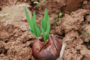 洋葱育苗方法和时间 洋葱种子育苗方法全过程