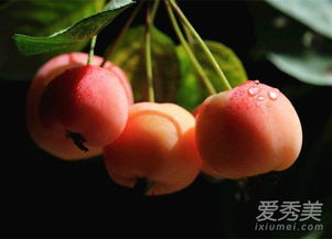 海棠果的副作用 不能吃的海棠果图片