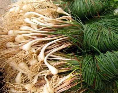 泡的藠头几天才能吃 藠头吃了放了一晚的屁