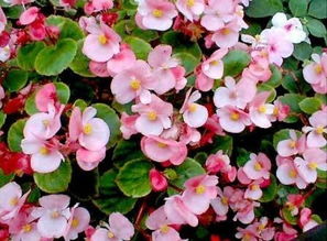 海棠花摆放在客厅风水 海棠花风水上有忌讳吗