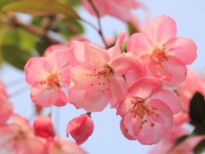 海棠花的花语是暗恋吗 海棠花比喻什么样的人