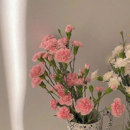 海棠花治愈文案 关于海棠花的高级文案