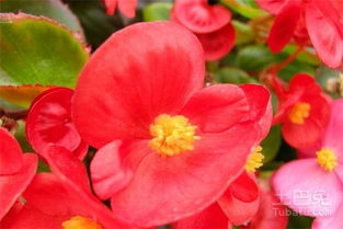 海棠花的17个品种名字 四季海棠哪个品种最好看