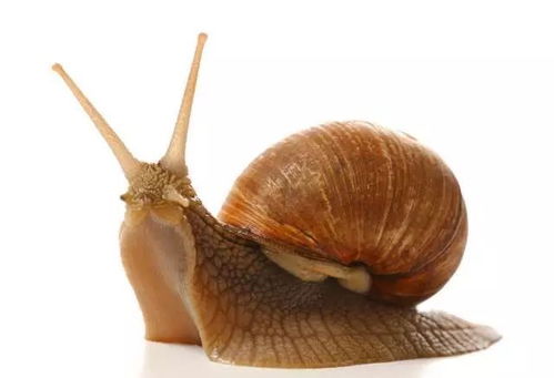 消灭蜗牛最简单的方法 蜗牛最怕的三种东西