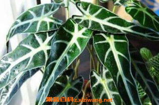 海芋的功效与作用 海芋治疗痔疮的方法