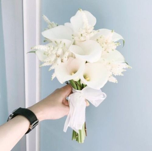 海芋的花语和寓意 白色海芋的花语及寓意