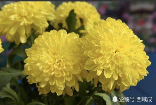 海南十大名花 海南有什么代表性的花