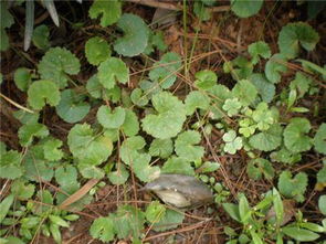 活血丹怎么治疗结石 中草药治肾结石特效秘方