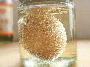 淘米水鸡蛋壳发酵多久 蛋壳淘米水发酵方法