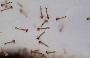 消灭蚊子只需一碗水 灭蚊子的土方法