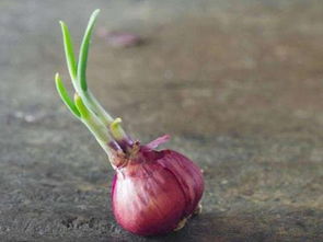 洋葱长芽了能吃吗有毒吗 洋葱发芽青苗可以吃吗