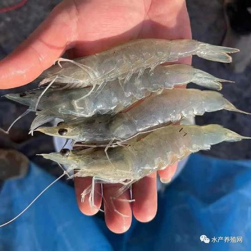 淡水对虾养殖技术方法 大棚养白对虾的技术大全