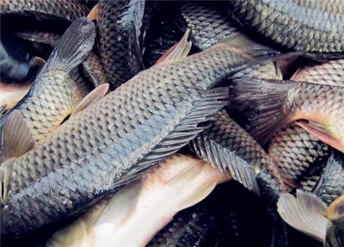淡水鱼有几种 各种淡水鱼价格表
