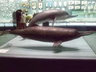 活化石之称的动物 我国15种活化石