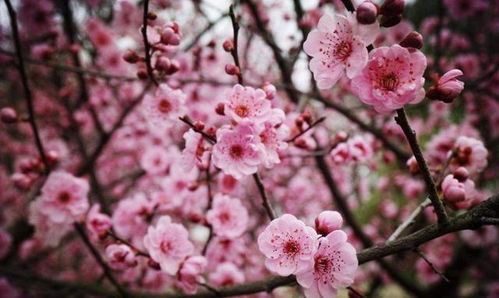 湖北省省花为什么是梅花 以梅花为市花的城市