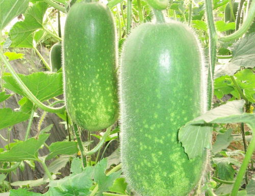 清火的水果之王 十大降火水果