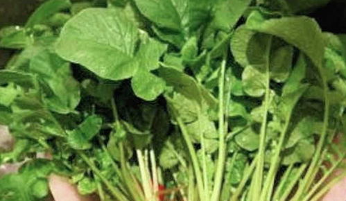 湿疹不能吃的22种食物 湿疹最怕三种蔬菜