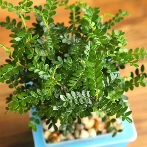 清香木的危害有多大 清香木是凶树还是吉树