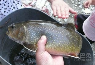 深海鱼有哪些品种 30种最常吃的深海鱼