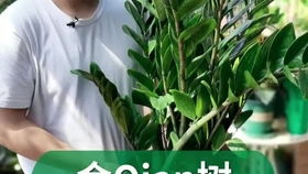 火葱几月份开始种 火葱什么时候种植最佳