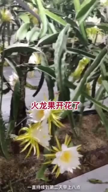 火龙果开花不结果怎么回事 火龙果开花后黄掉了怎么办