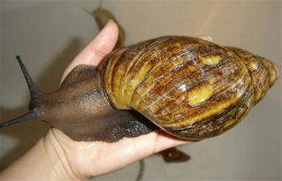 灭杀蜗牛最好的农药是什么 农家自制杀蜗牛的药