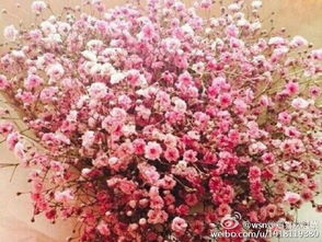 满天星颜色代表的含义 为什么送满天星必分手