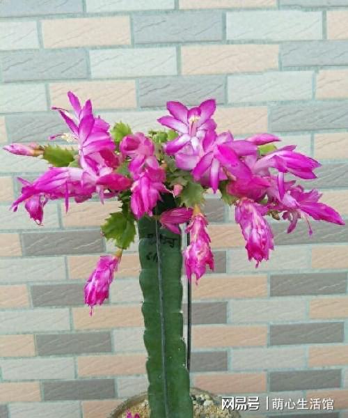 火龙果花盆为何不宜过大 种3棵火龙果要多大盆