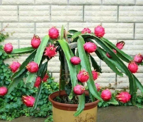 火龙果的种植与管理 火龙果种植几年能挂果