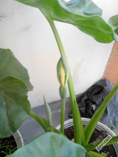 滴水观音开花后怎么处理 滴水观音几年开一次花