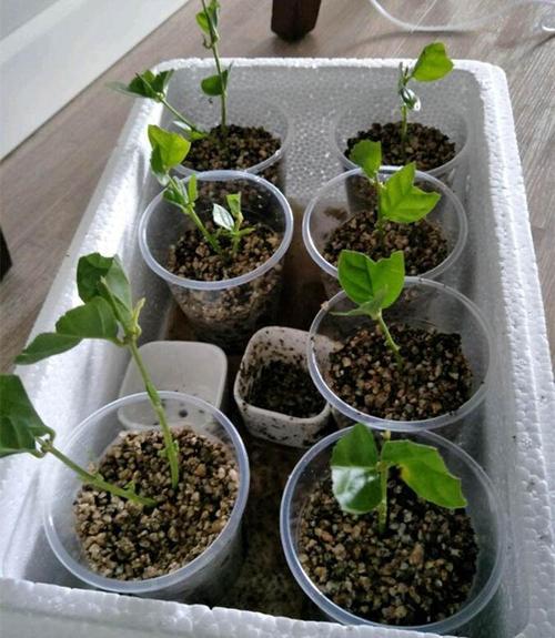 火龙果扦插多久生根 火龙果几月份扦插最好