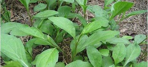清热解毒的十大野菜 抗癌第一的野菜