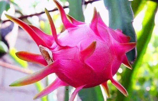 火龙果一年几熟 火龙果一年收获几次