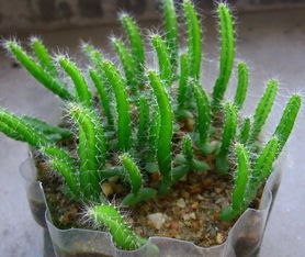 火龙果用籽种全过程 火龙果籽纸巾催芽